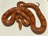 $175.00 Beautiful male Albino Corn Snake