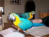 $1000 Bonded Pair Blue and Gold Macaws for sale