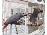 $500 Well tammed African Grey Parrots available now.