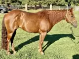 $1999 IKES KINDA PLAYGIRL (Stacy) Sorrel AQHA Quarter Horse Mare