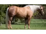 $2000 2019 AQHA Palomino Mare (Quarter Horse)